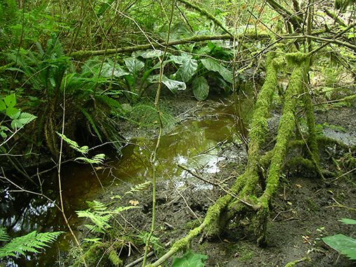 Tulalip Natural Resources Department wetlands gallery, image fourteen 