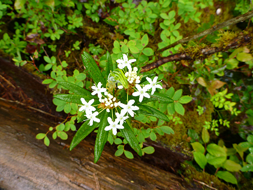 Tulalip Natural Resources Department wetlands gallery, image eighteen