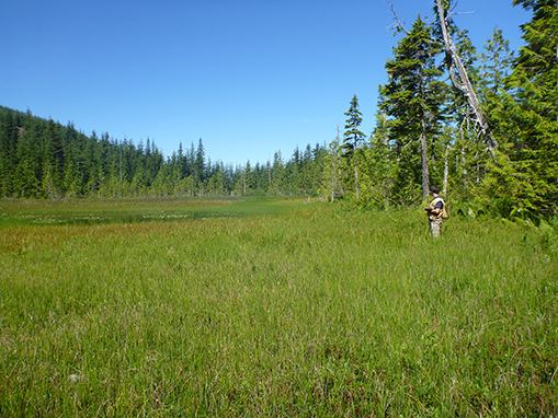 Tulalip Natural Resources Department wetlands gallery, image ninteen