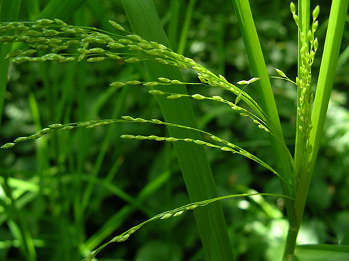 Tulalip Natural Resources Department wetlands gallery, image twenty five