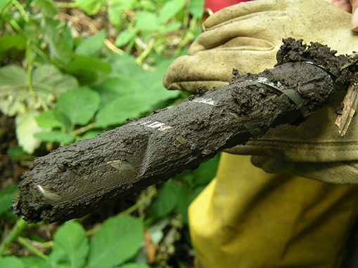 Tulalip Natural Resources Department wetlands gallery, image twenty seven