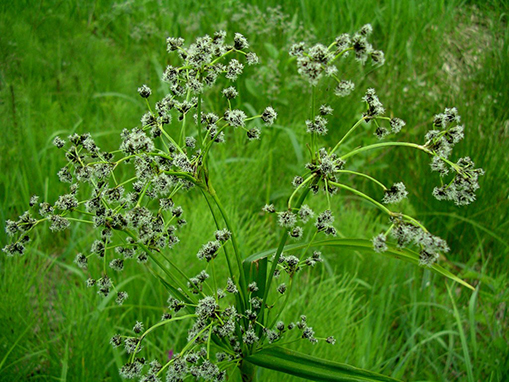 Tulalip Natural Resources Department wetlands gallery, image twenty eight