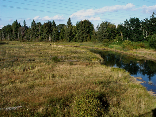 Tulalip Natural Resources Department wetlands gallery, image twenty nine