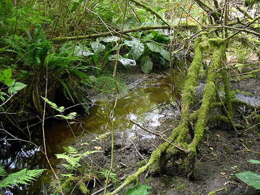 Tulalip Natural Resources Department wetlands gallery, image thirty