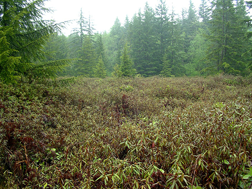 Tulalip Natural Resources Department wetlands gallery, image thirty one