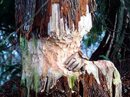 Tulalip Natural Resources Department wetlands gallery, image thirty two