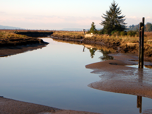 Tulalip Natural Resources Department wetlands gallery, image thirty three