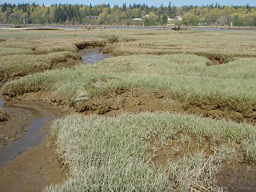 Tulalip Natural Resources Department wetlands gallery, image thirty four