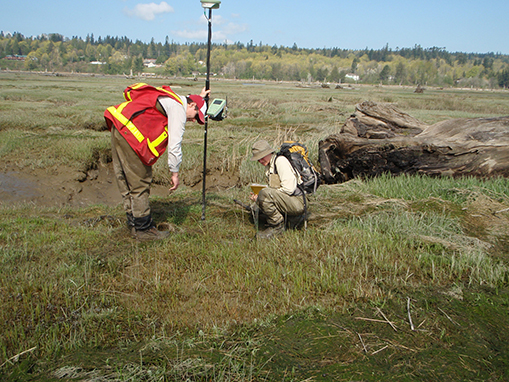 Tulalip Natural Resources Department wetlands gallery, image thirty seven