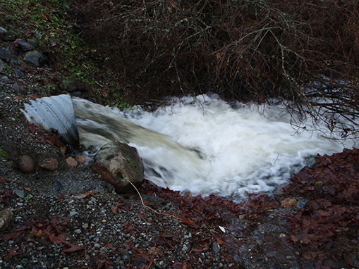 Tulalip Natural Resources Department wetlands gallery, image thirty eight