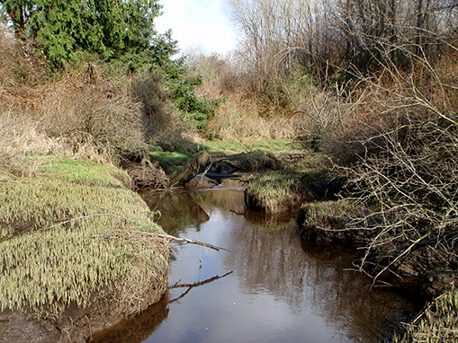 Tulalip Natural Resources Department wetlands gallery, image forty one