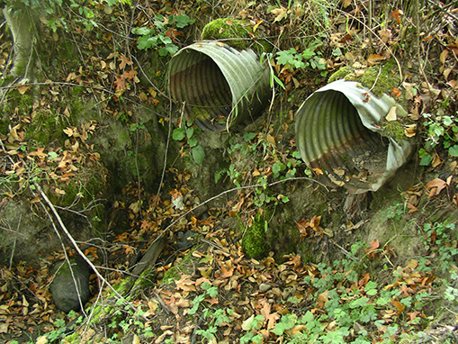 Tulalip Natural Resources Department wetlands gallery, image five