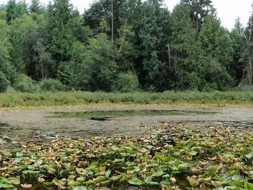 Tulalip Natural Resources Department wetlands gallery, image six