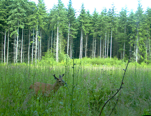Tulalip Natural Resources wildlife habitat enhancement slide 6