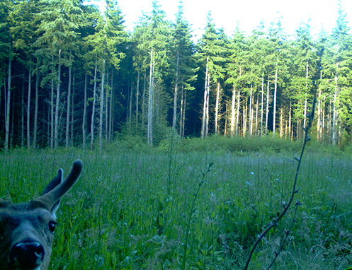 Tulalip Natural Resources wildlife habitat enhancement slide 1