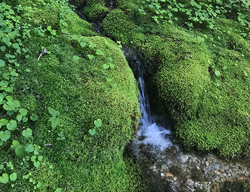 A picturesque view of a small waterfall flowing through moss-covered rocks of vivid green