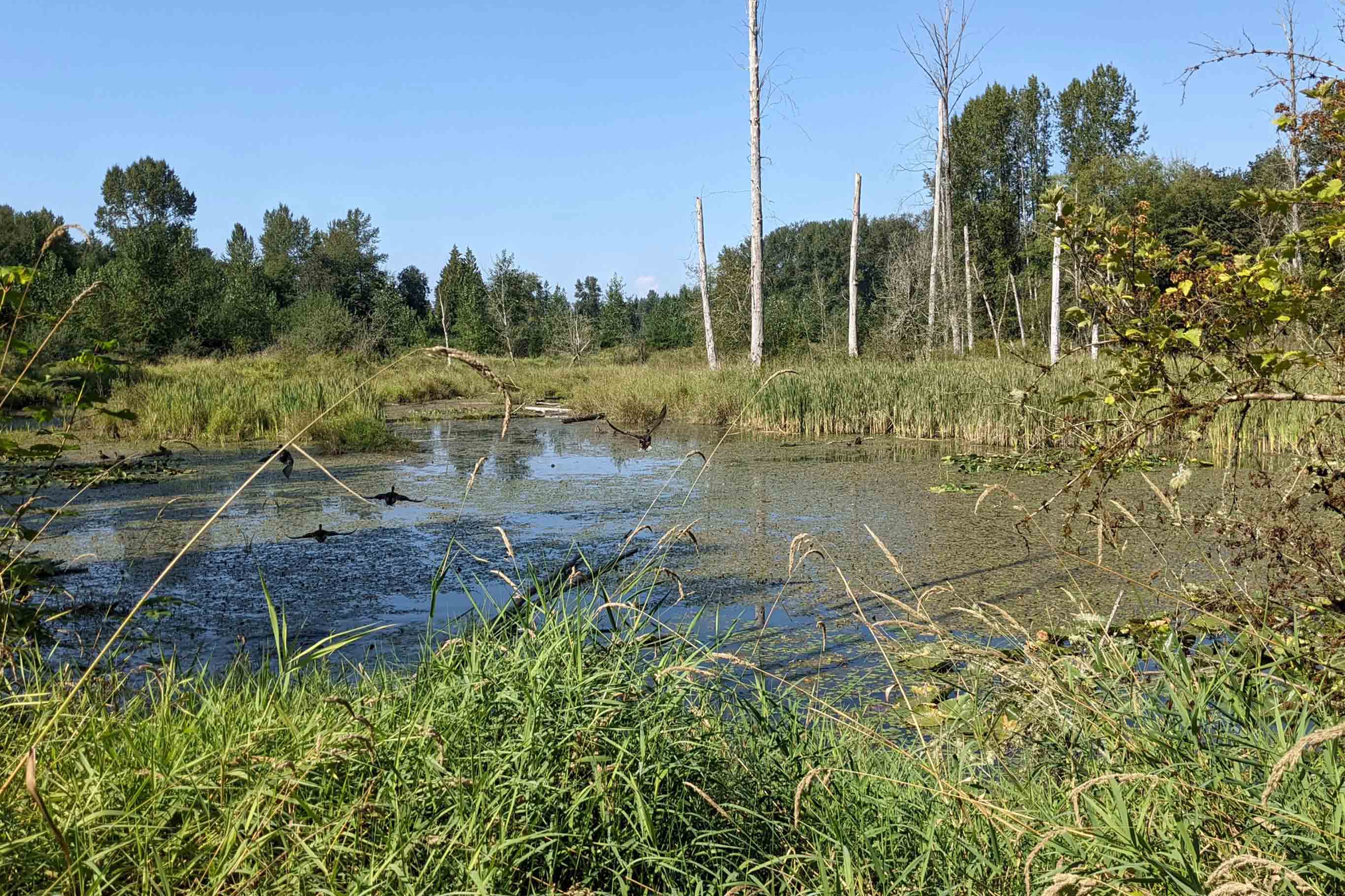 Lochsloy Floodplain Restoration Project