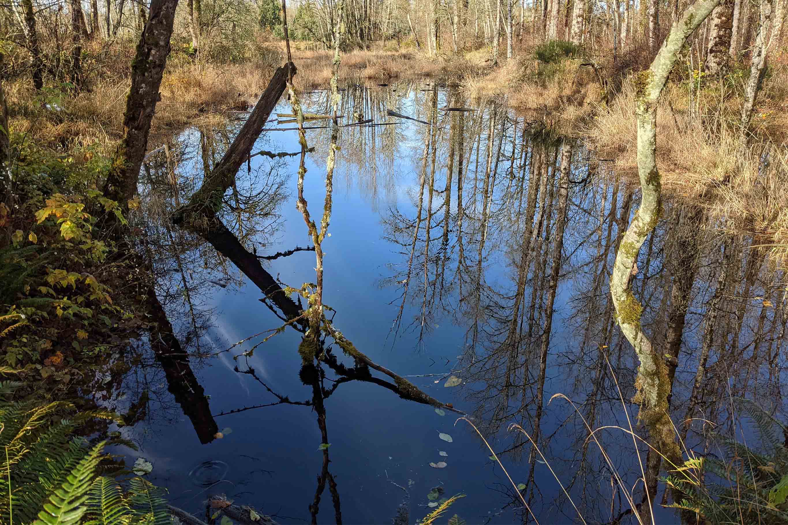Tulalip Tribes Natural Resources Lochsloy project Oxbow wetland slider image