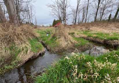 Natural Resources - The Tulalip Foundation Secures Conservation Futures Grant for Allen Creek Restoration