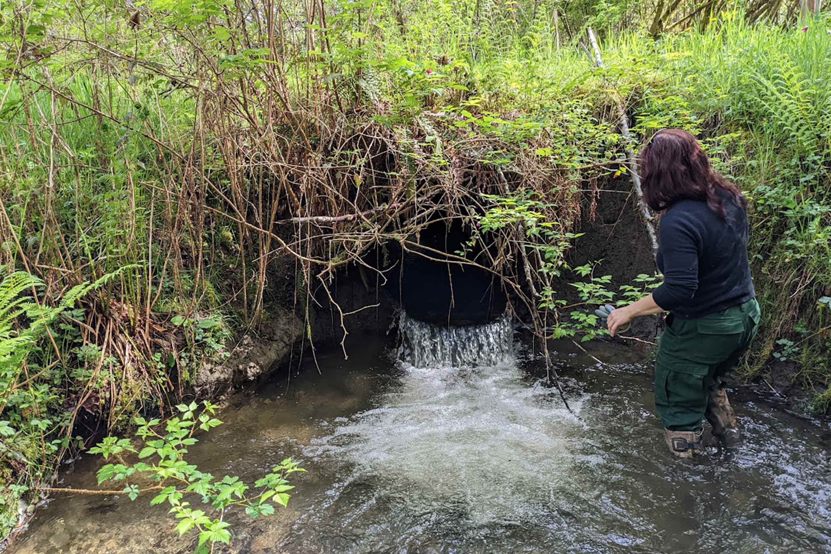 Tulalip Tribes Natural Resources Fish Barrier Removal slider image