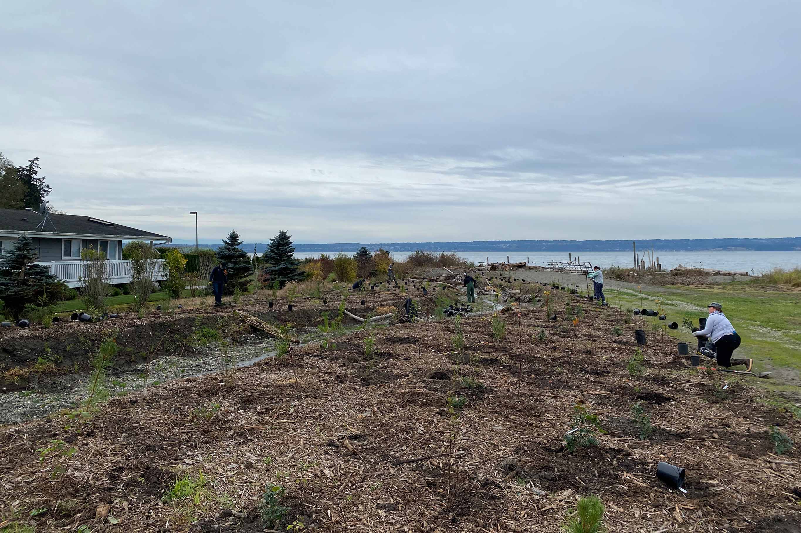 Volunteers restore nature along a creek near the mouth of the water where it empties into the bay