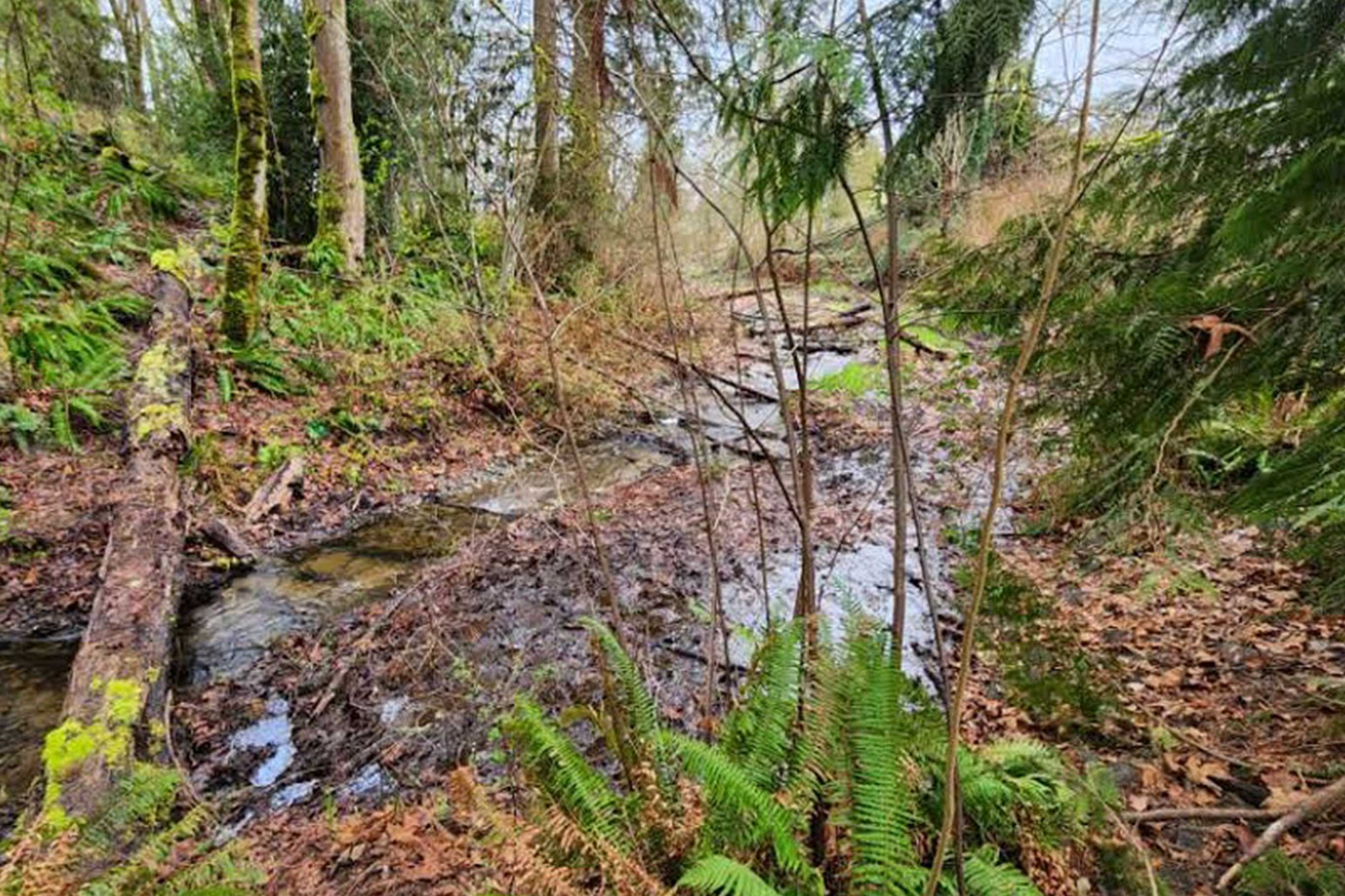 Tulalip Tribes Natural Resources Haberzetle Dam Removal Restoration slider image