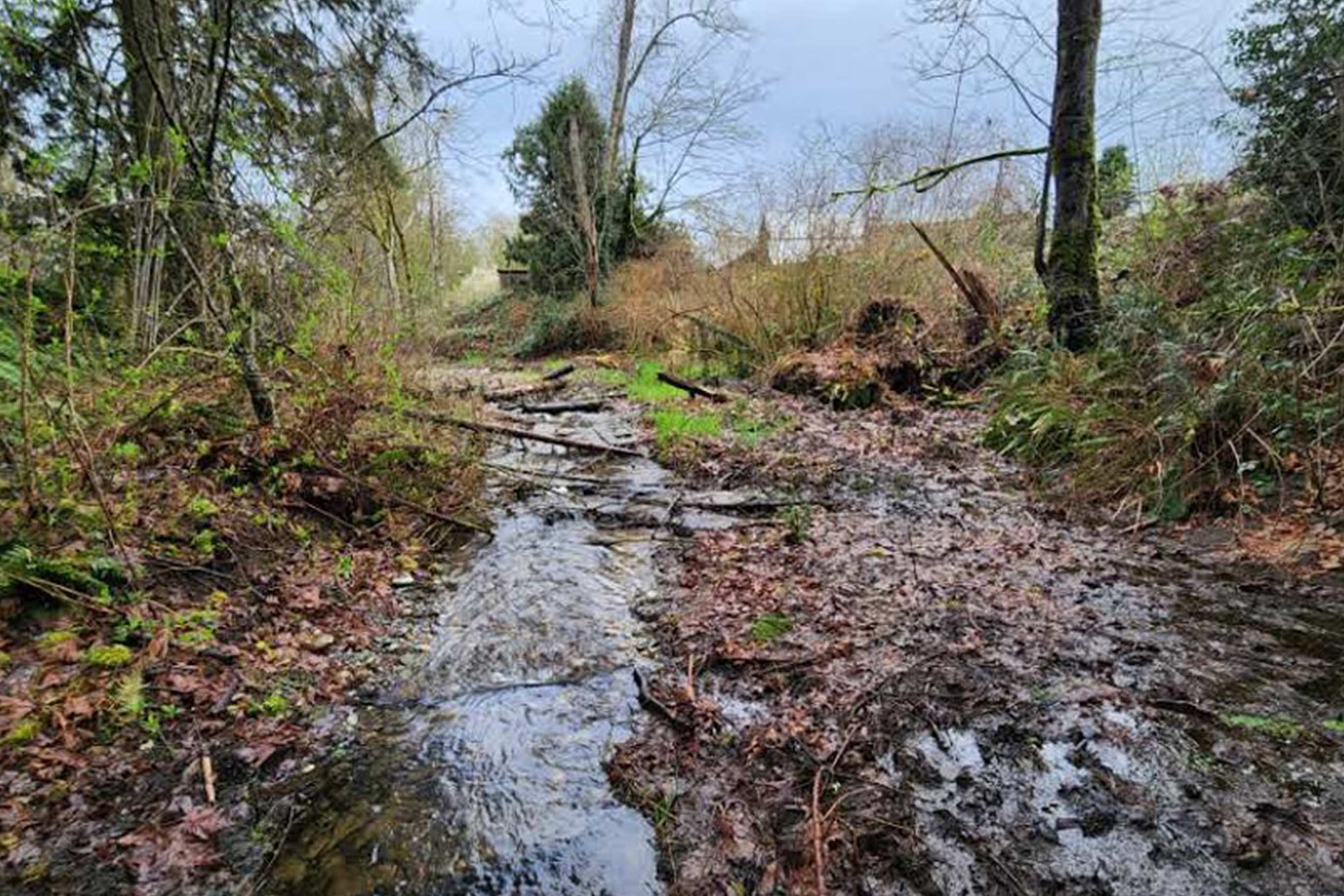 Tulalip Tribes Natural Resources Haberzetle Dam Removal Restoration slider image