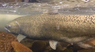 Climate change is now exacerbating degradation and threatening habitat at every stage of the salmon life cycle